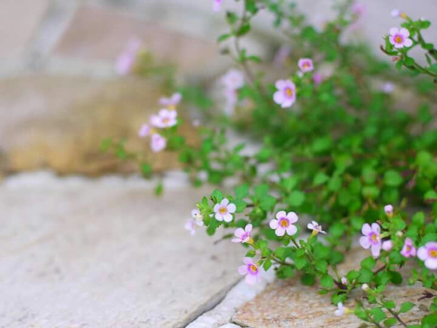 季節の小さな花
