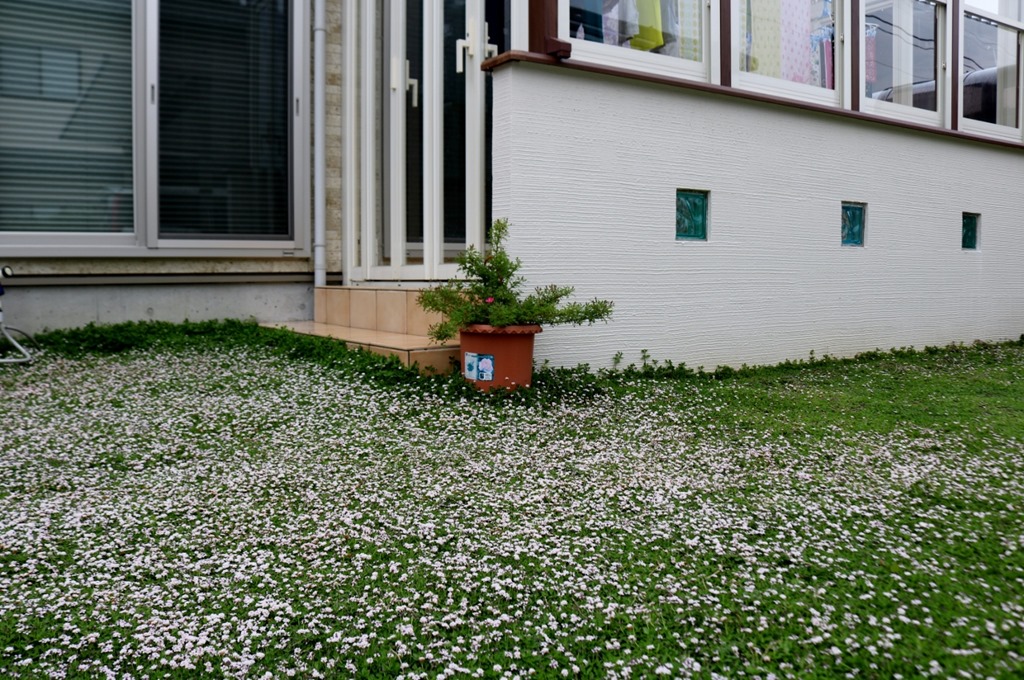 二年目のクラピアの小さな花 エクステリアのトレド 長野市