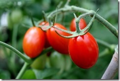 Mini tomato4969 (1024x683)
