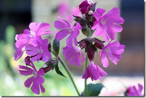 Red campion 0855