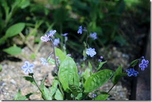 Omphalodes