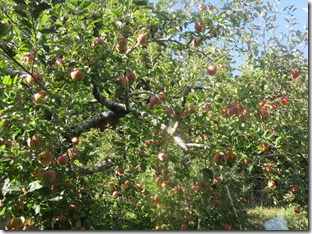 窓から見える林檎の木