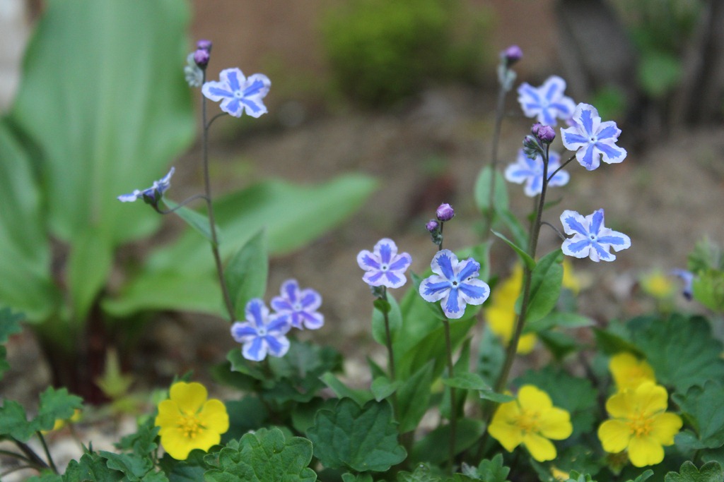 可愛らしいブルーの小さな花。 | エクステリアのトレド 長野市