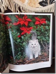 猫の写真