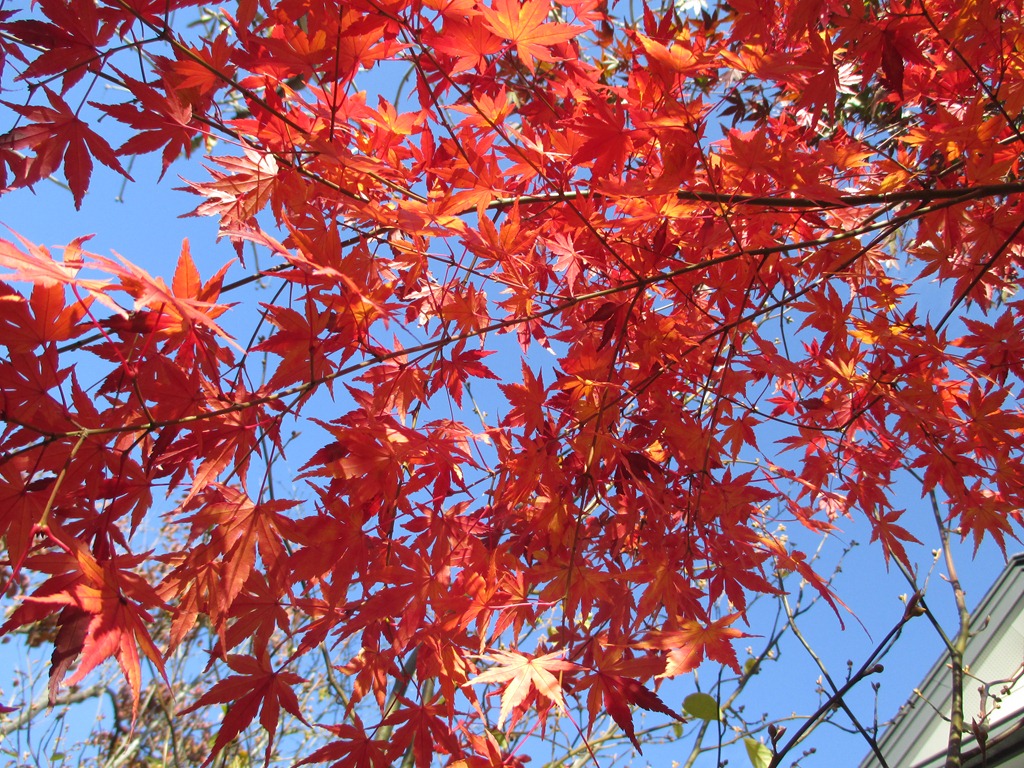 イロハモミジの紅葉 エクステリアのトレド 長野市