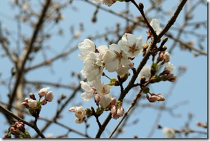 soujoan sakura