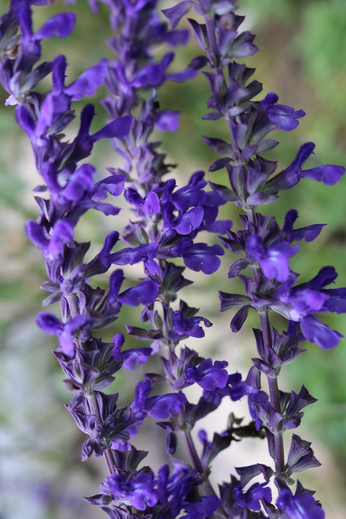 青 紫の庭の花 エクステリアのトレド 長野市