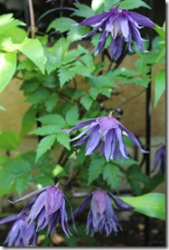 マクロベタウェッセルトン024