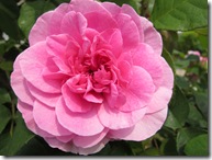 ガードルドジキル6.5 024