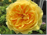 グラハムトーマス6.5 019