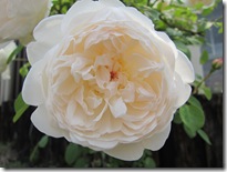 グラミスキャッスル6.5 015