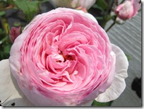 ジェフハミルトン6.5 031