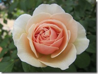 スイートジュリエット6.5 021