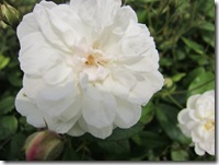 スノーグース6.5 028