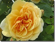 テージングジョージア6.5 023