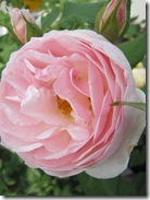 ヘリテージ6.5 032