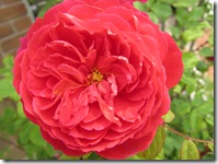 ベンジャミンプリテン6.5 020