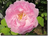 メアリーローズ6.5 033