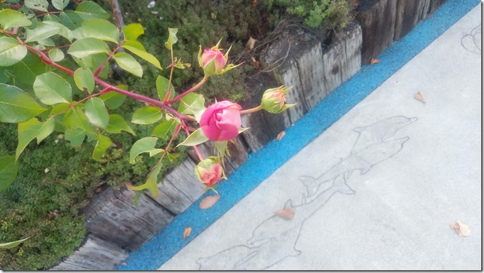 bara bo-da-a-to iruka