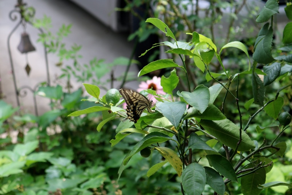 アゲハ蝶の幼虫の餌 ；スダチの葉 通販