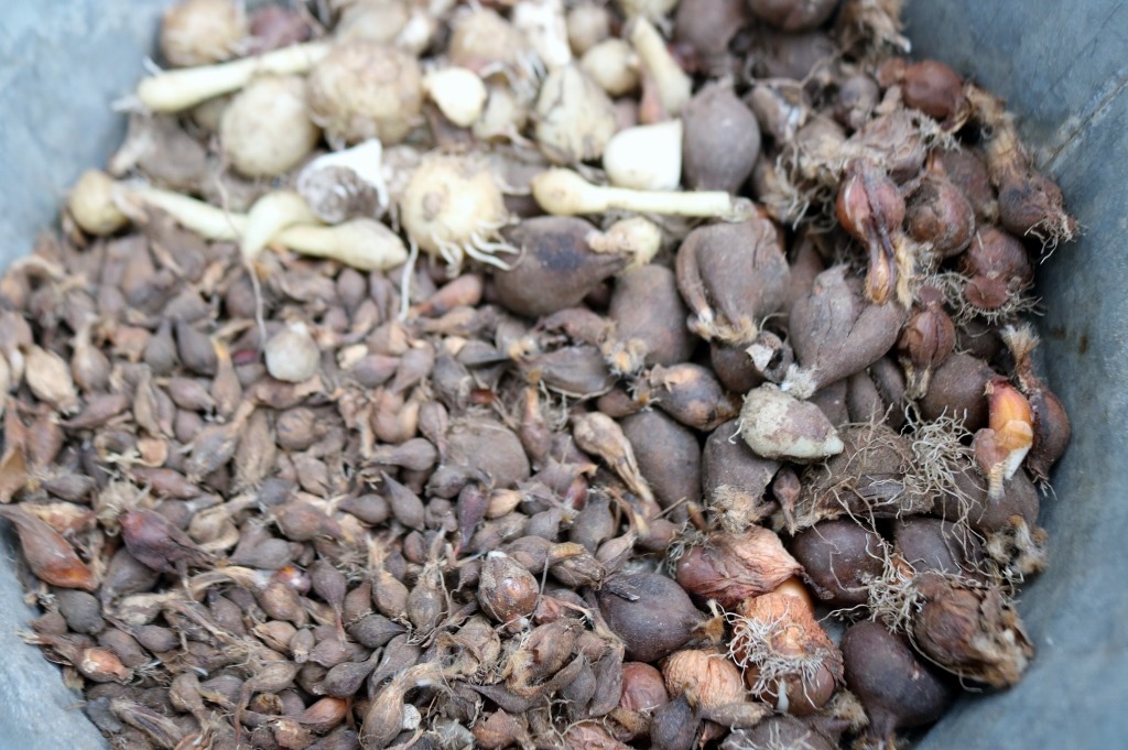 タグ 土の入れ替え 原種チューリップの球根 エクステリアのトレド 長野市