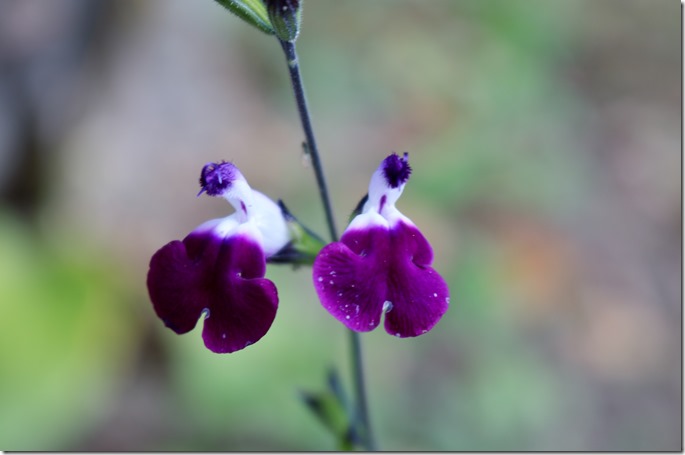 Salvia microphylla9384