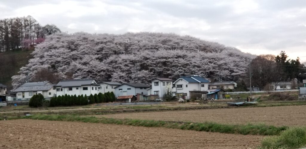 弘法山の桜