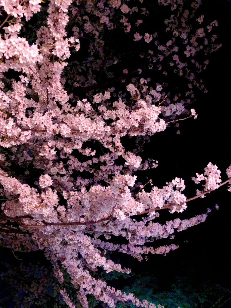 臥竜公園の夜桜