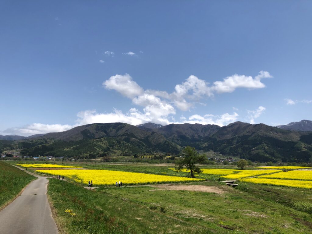 飯山の菜の花