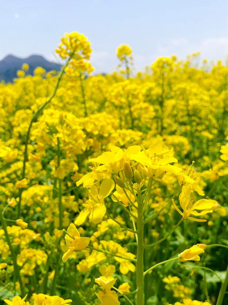 飯山の菜の花