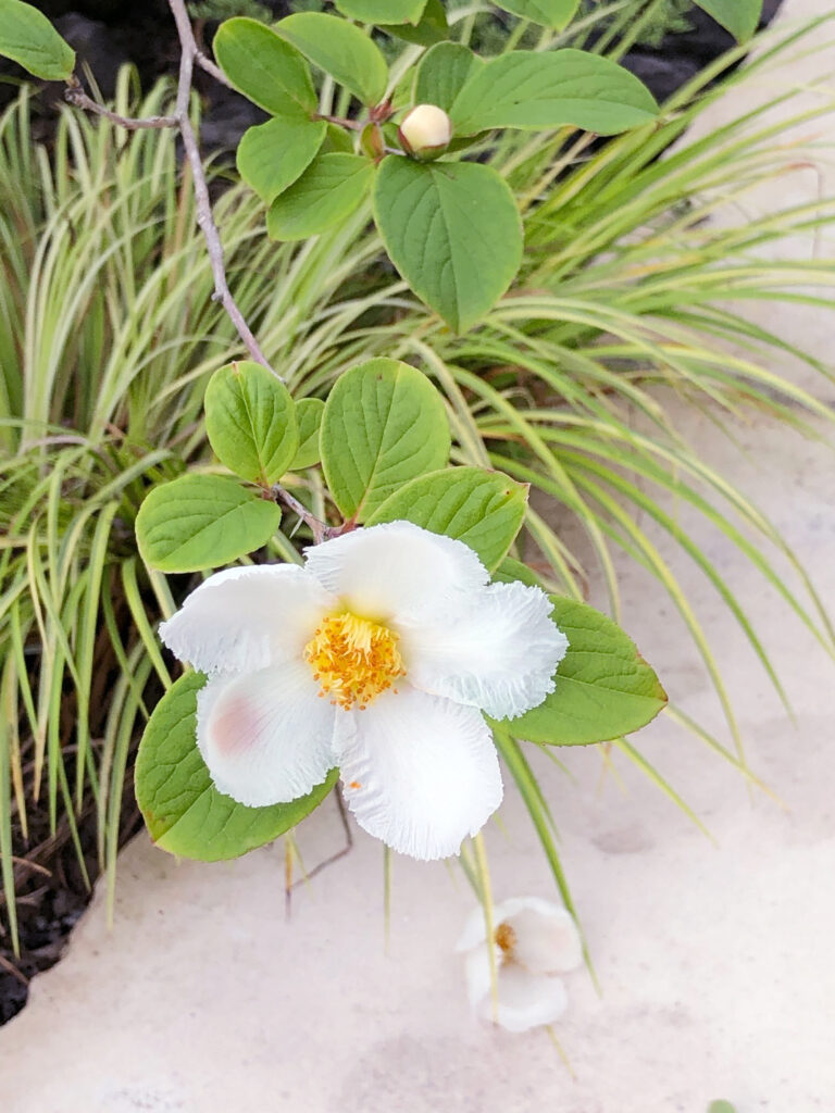 ナツツバキの花が咲いていました。