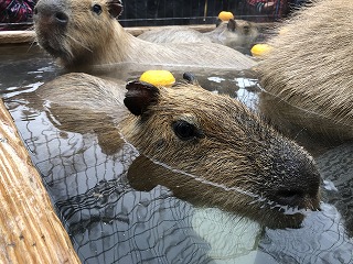 須坂動物園