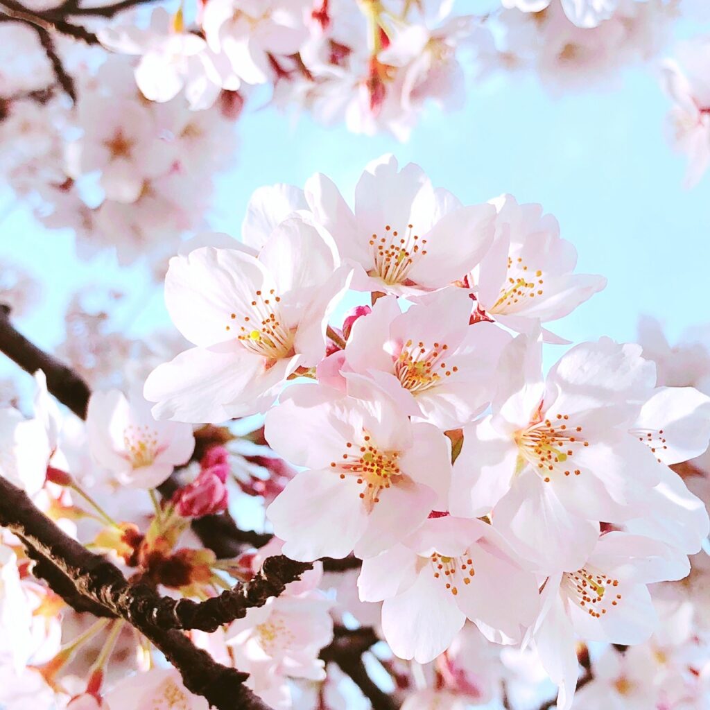 桜