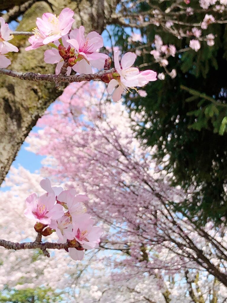 桜