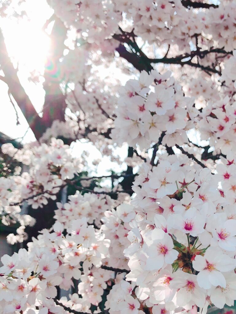 桜