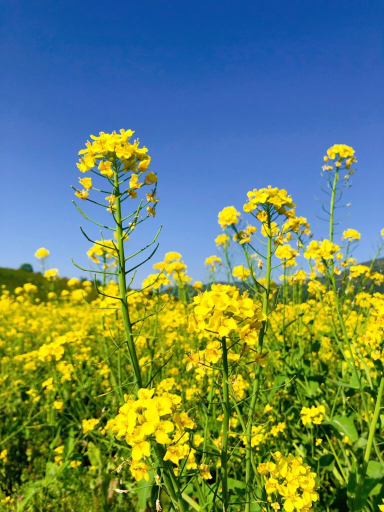 菜の花