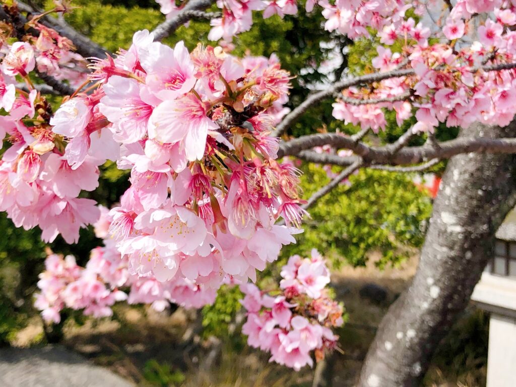 河津桜