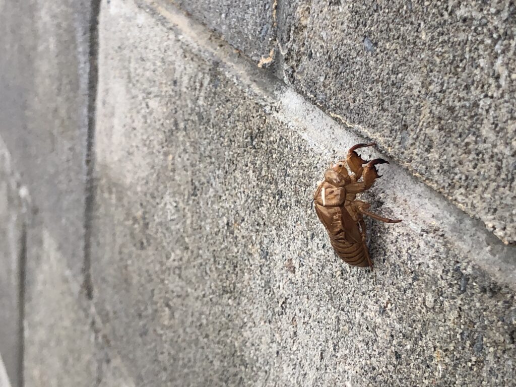セミの抜け殻