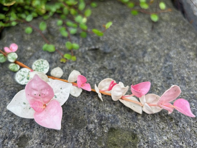 ハツユキカズラ