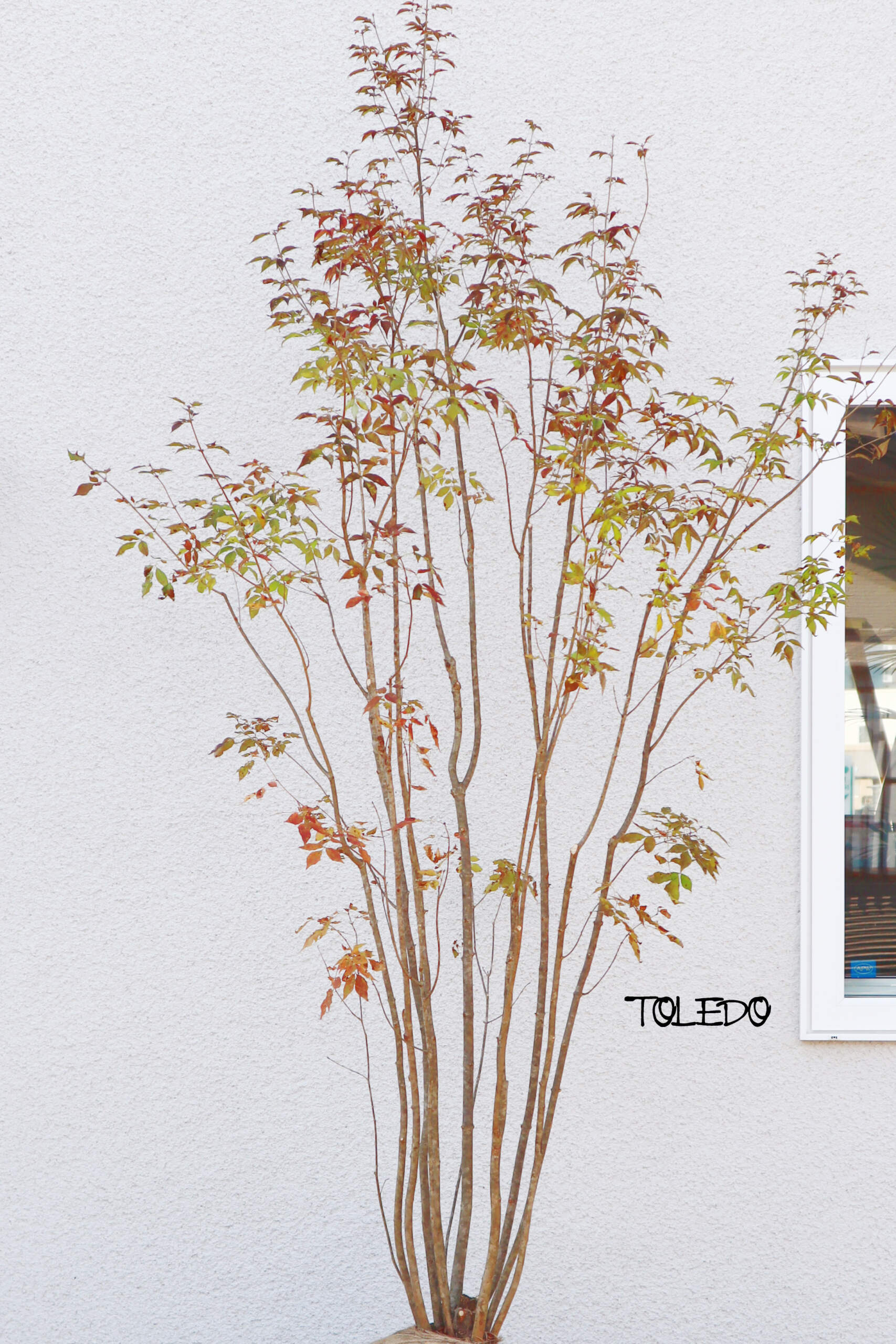 樹木医おススメの植栽 |長野市 松本市 塩尻市 安曇野市 外構＆ガーデンのプロショップ トレド エクステリア